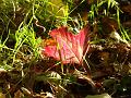 2013-1030-1410_Garden_13.5C